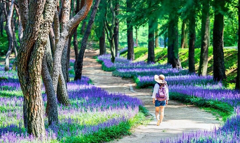 療愈花園（healing garden）景觀設(shè)計(jì)